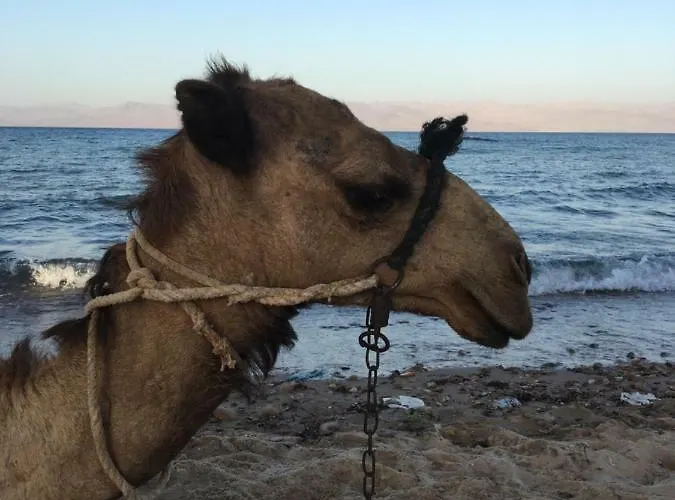 Sina Star Camp * Nuweiba`